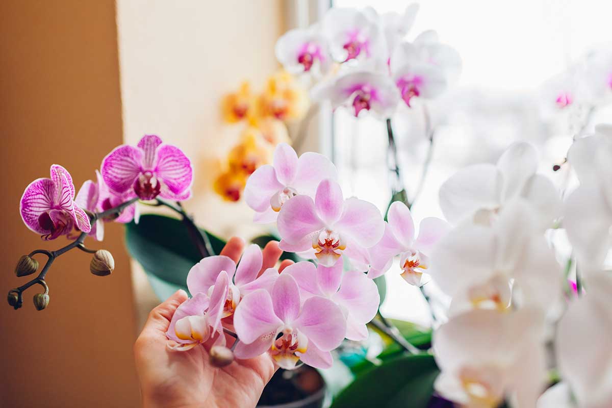 entretien orchidées en pot