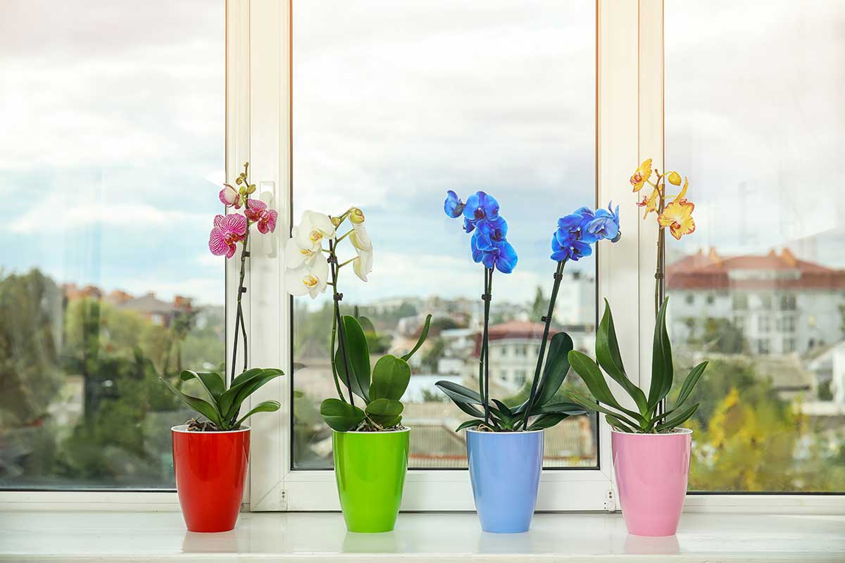 4 orchidées dans des pots colorés.