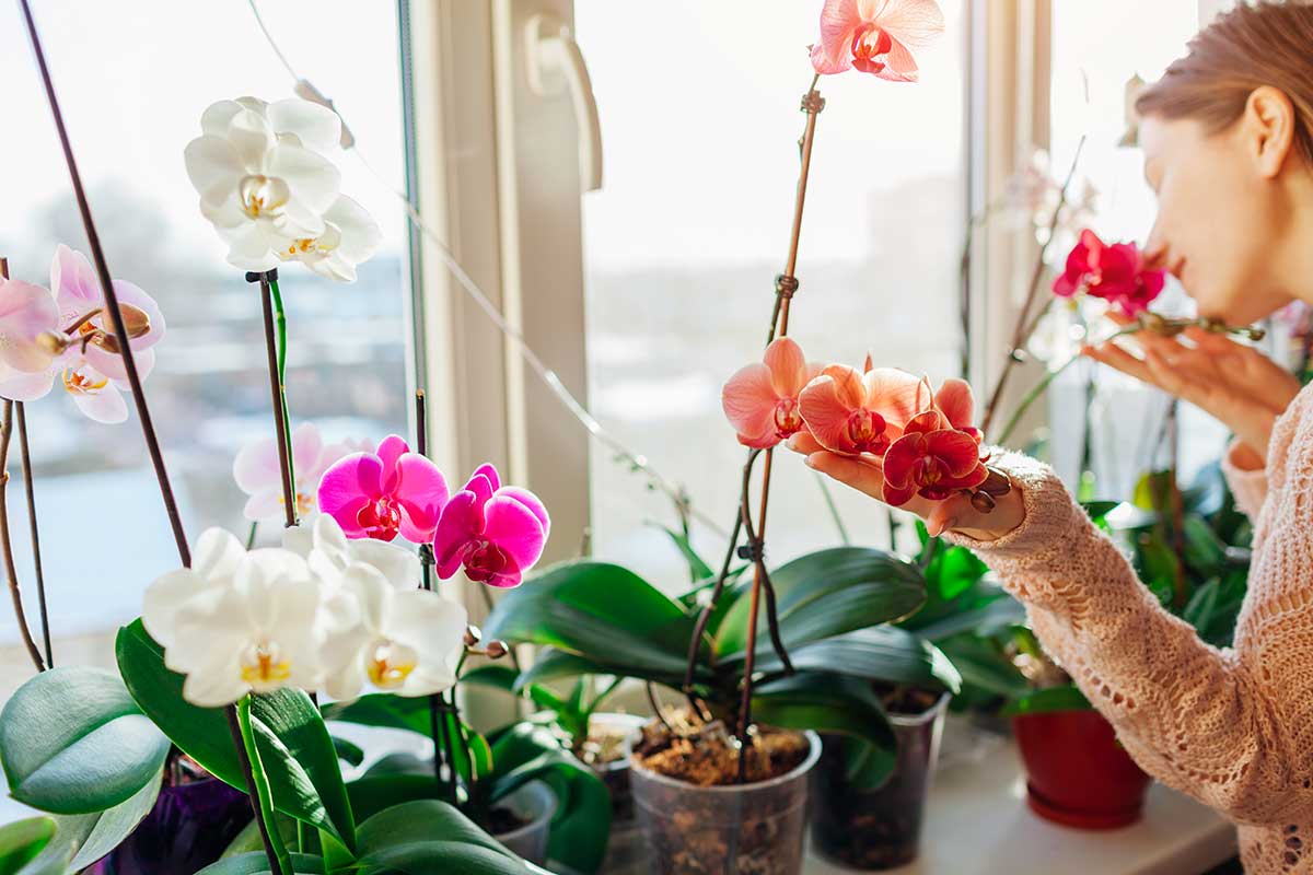 Orchidées en pot, secrets entretien.