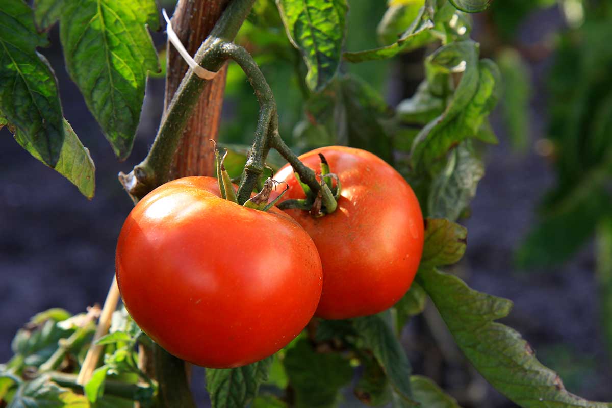 légumes à coté des tomates à éviter
