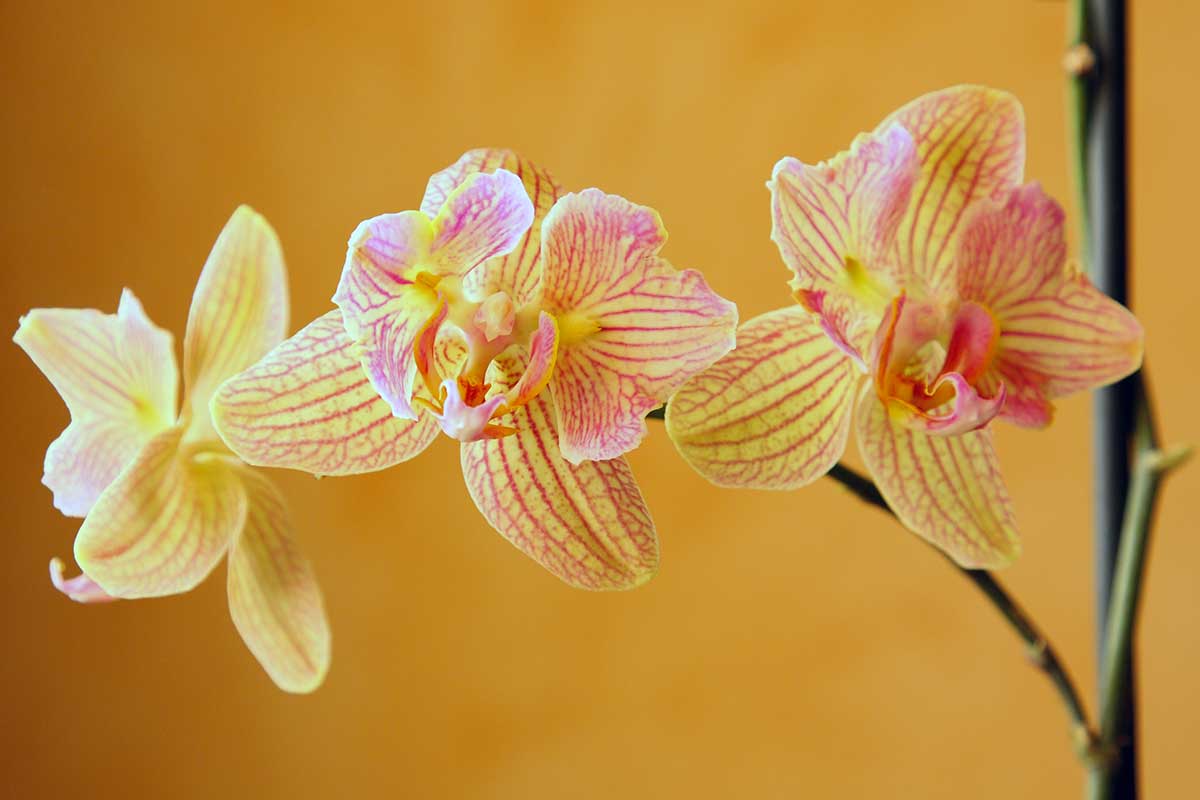 orchidées