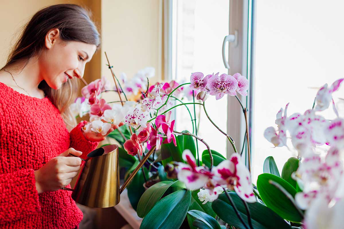 Femme qui prend soin des ses orchidées.