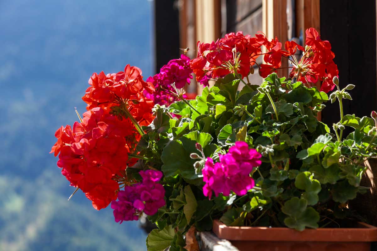 fleurs qui adorent les températures élevées