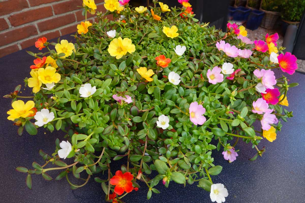 portulaca sur balcon