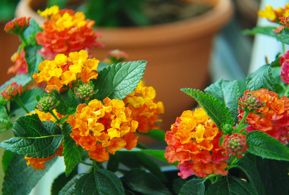 Le Lantana