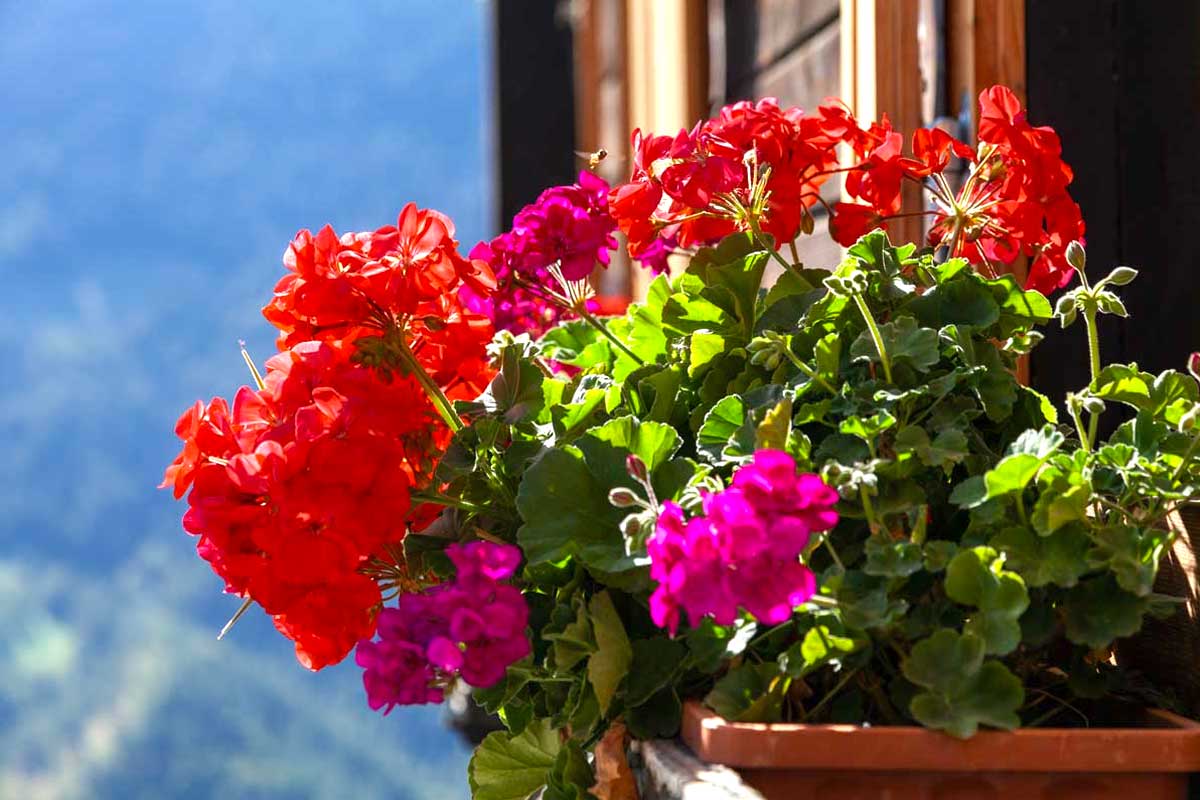 fleurs pour balcon en plein soleil