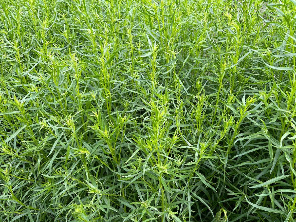 Estragon français (Artemisia dracunculus 'Sativa')