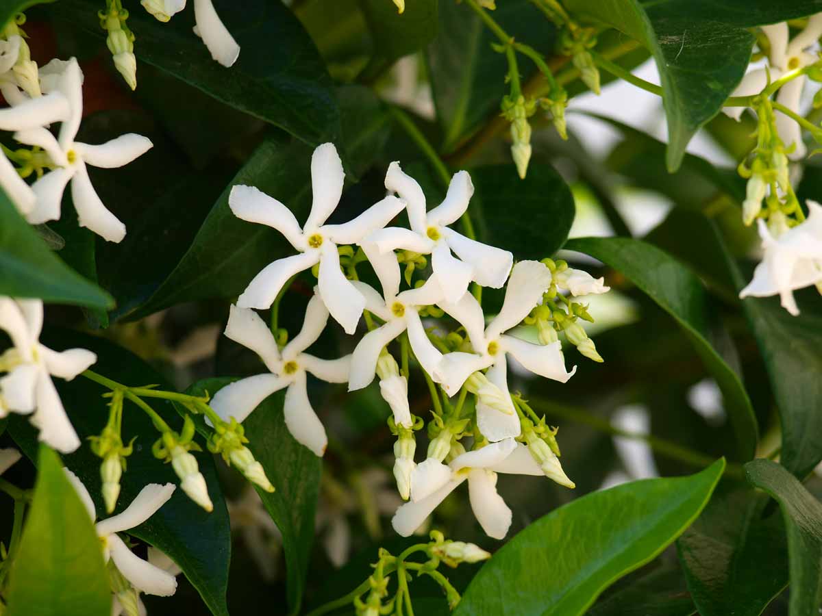 Jasmin (Jasminum), boutures.