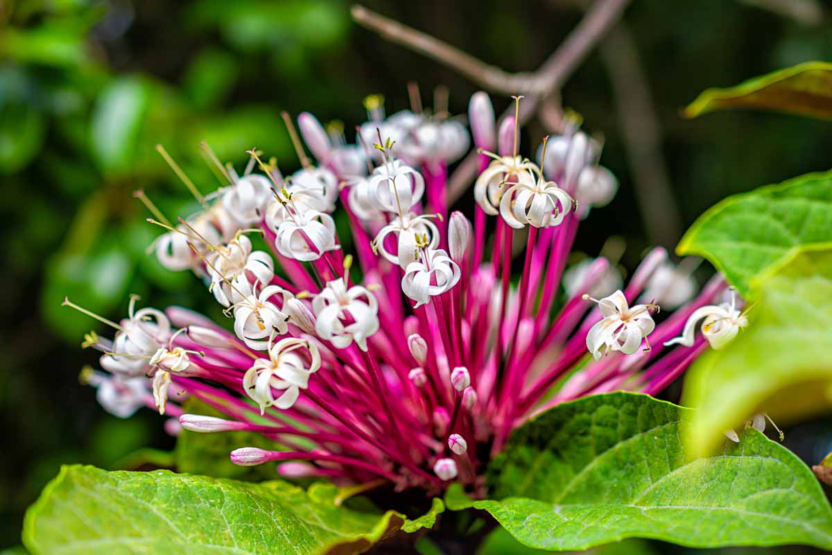 fleurs les plus faciles à bouturer en été
