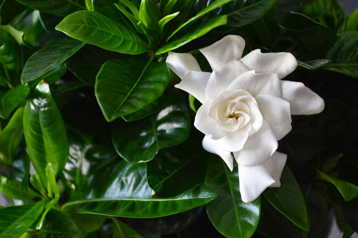 Gardenia blanche