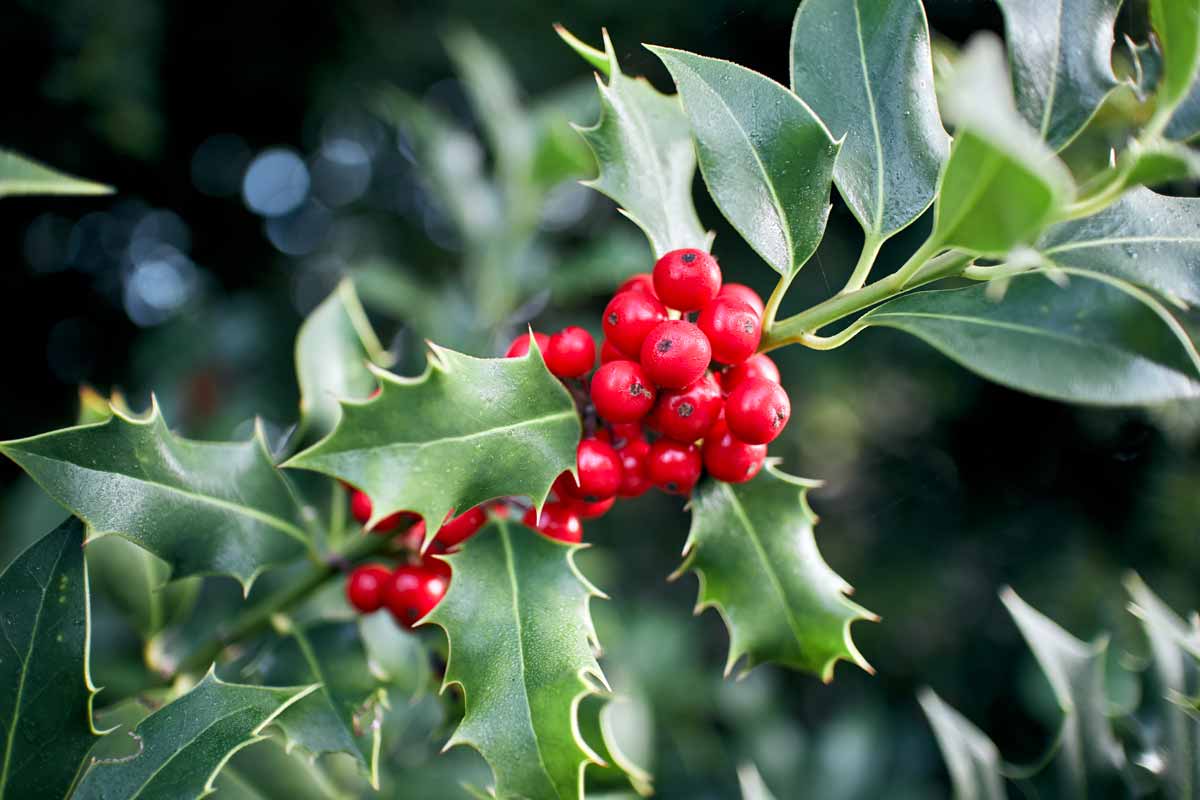 Houx (Ilex)par boutures.