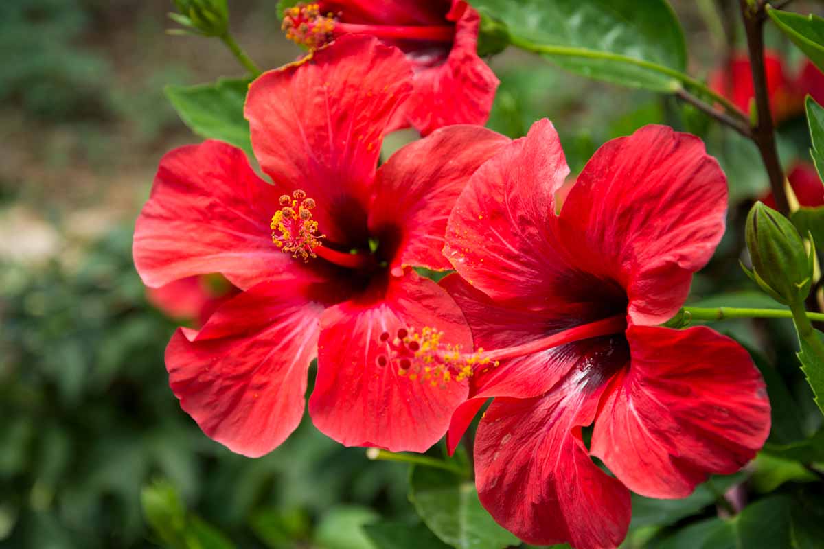 Hibiscus