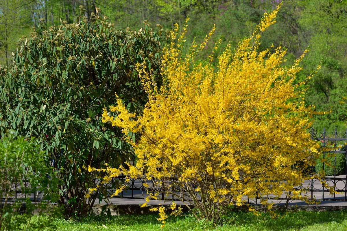 Forsythia, bouturage