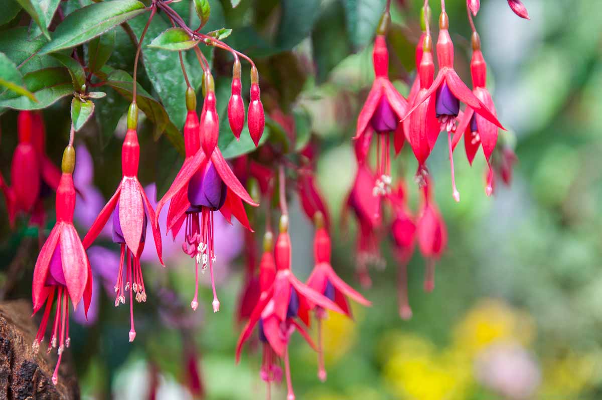 Fuchsia, boutures.