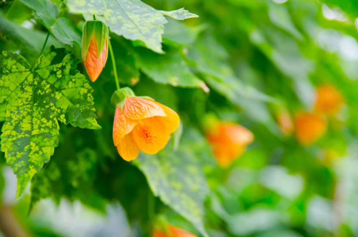 érable à fleurs (Abutilon)