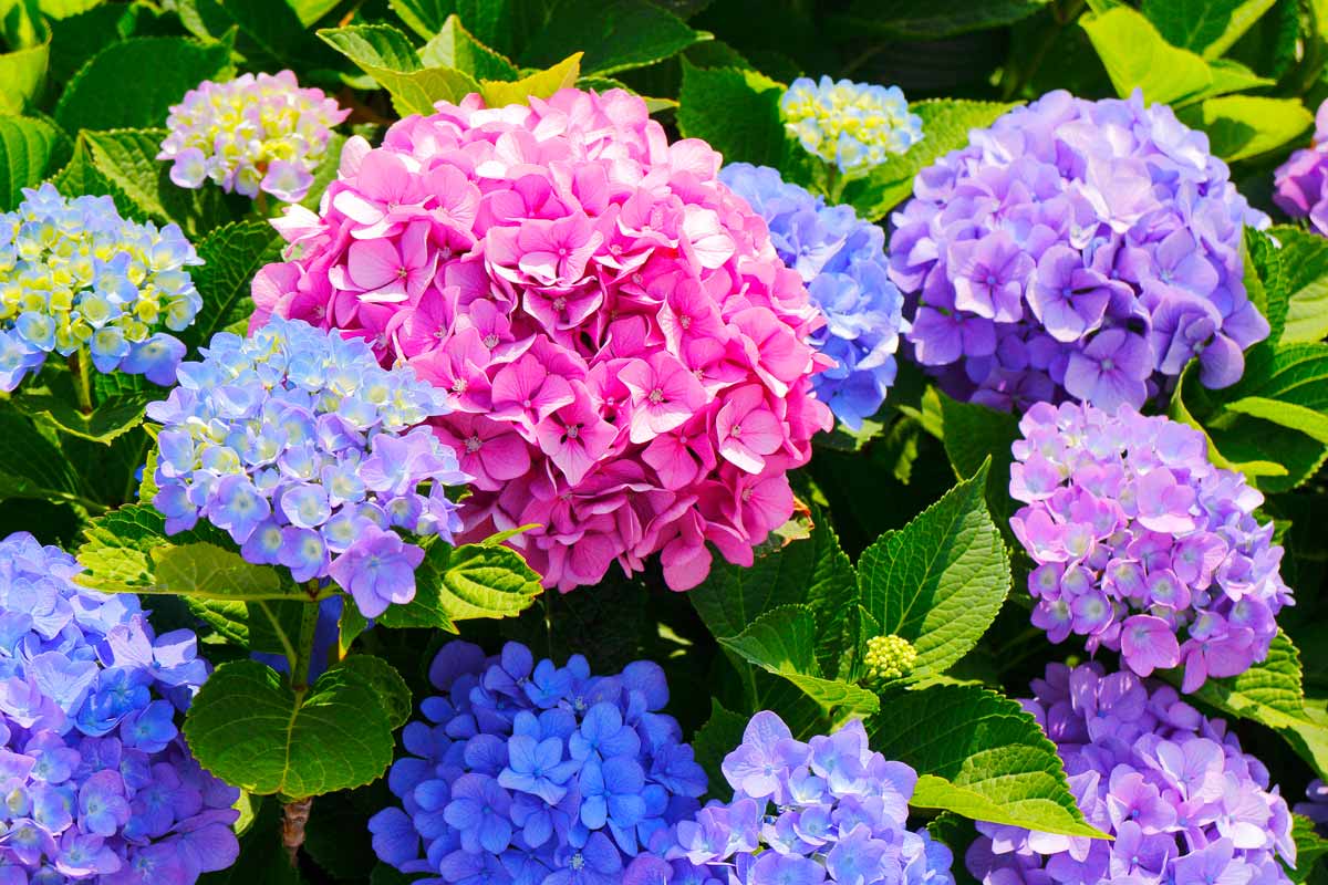 Hydrangea