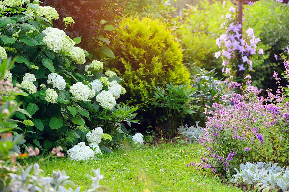 fleurs jardin ombre ete