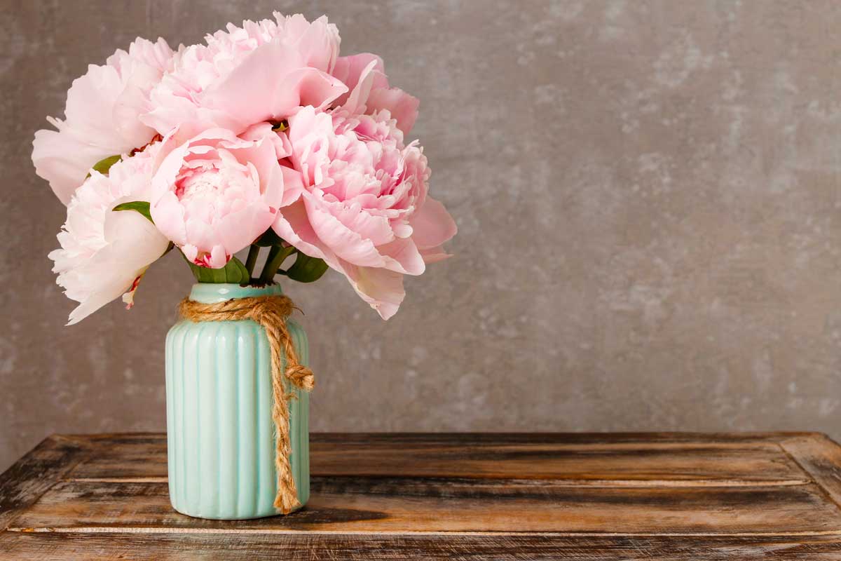 Vase shabby chic bleu pastel avec des Peonies.