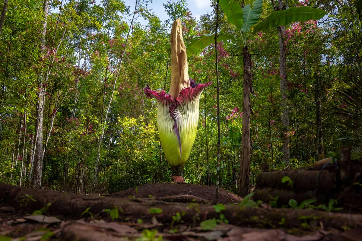 L'Arum Titan