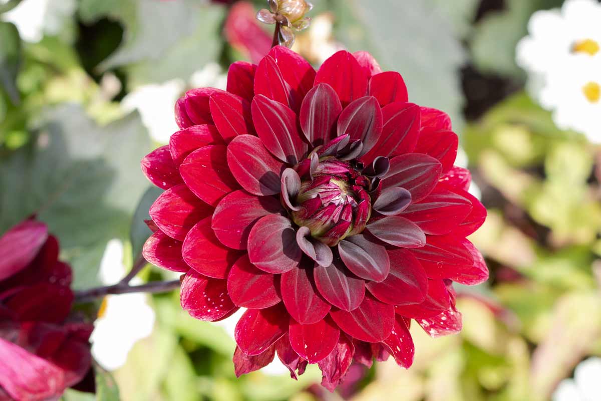 Le Dahlia 'Karma Choc'