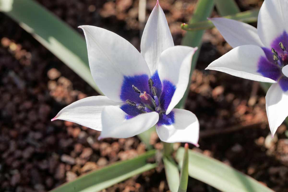 Tulipe de Glace