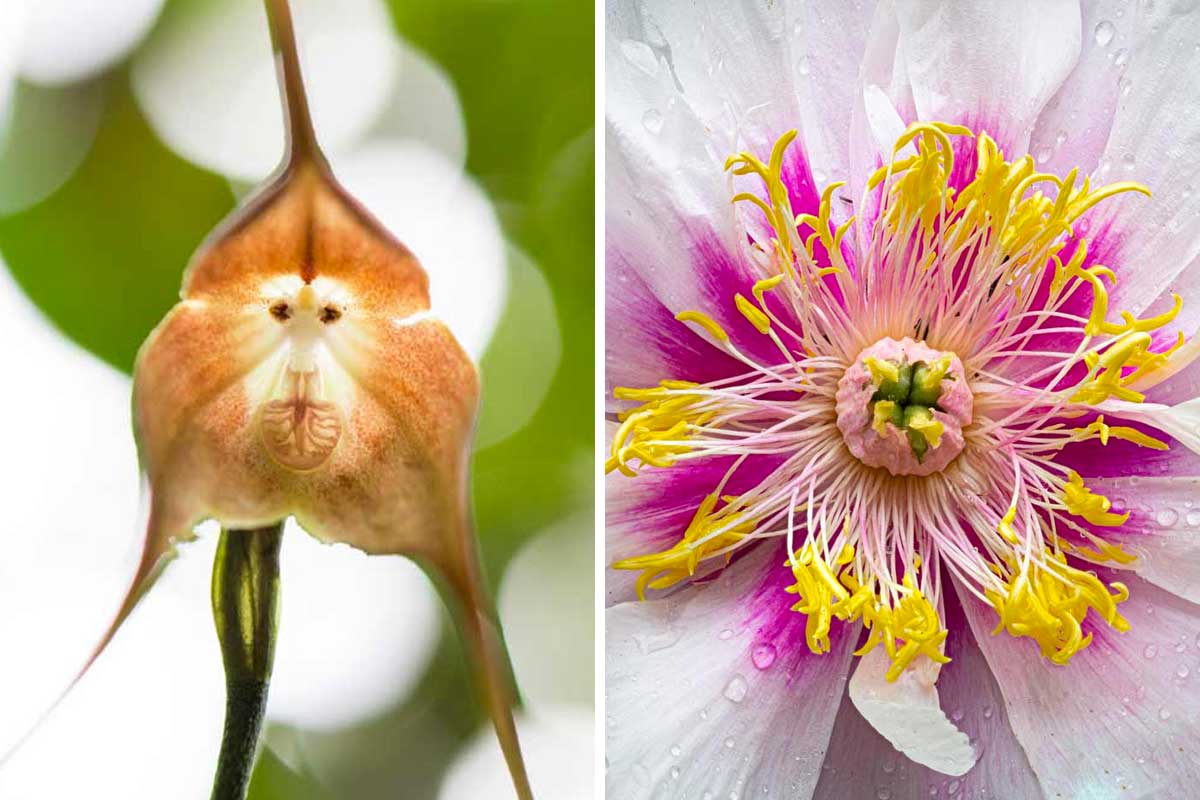 variétés de fleurs rares pour le jardin