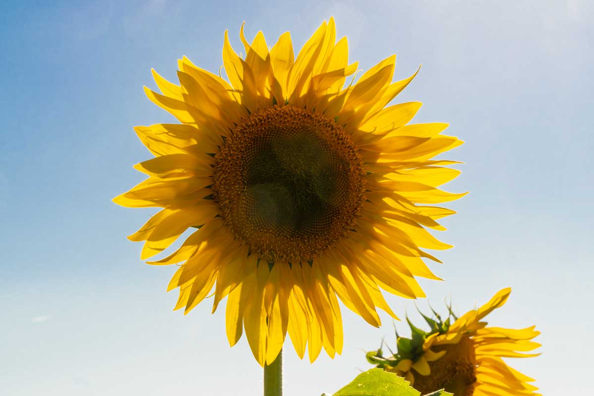 Tournesol