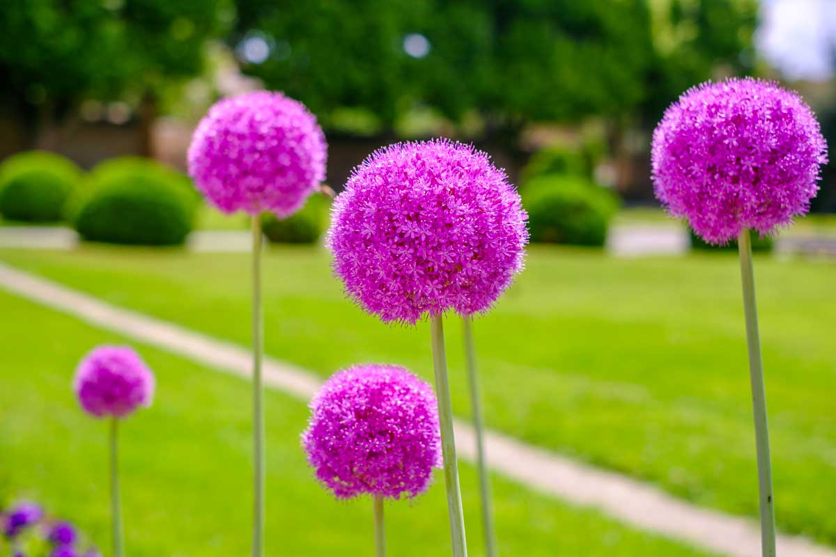 Allium giganteum