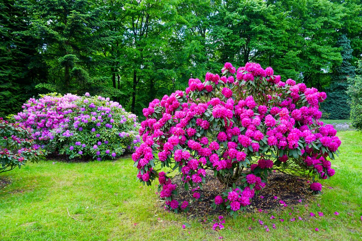 Rhododendron