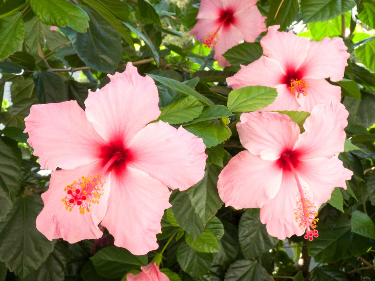 Hibiscus