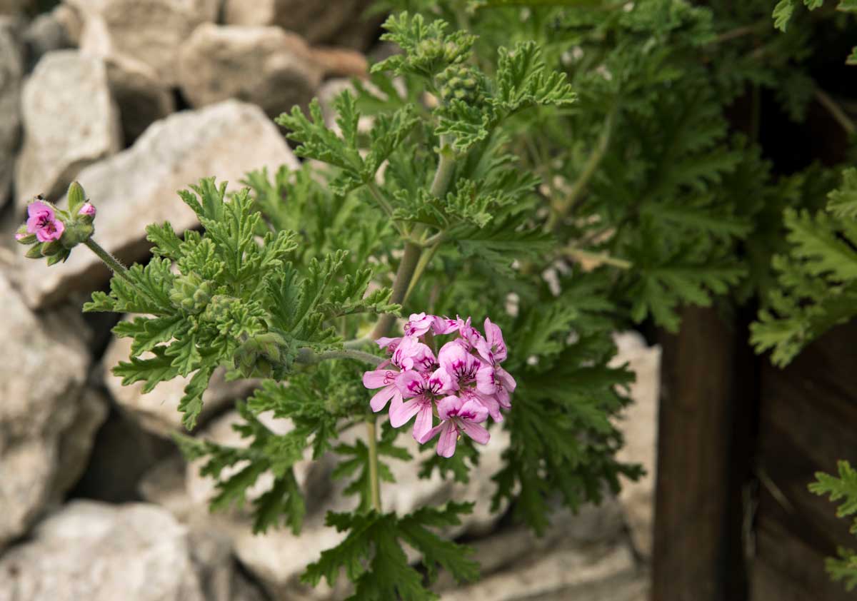 Pelargonium citronellum