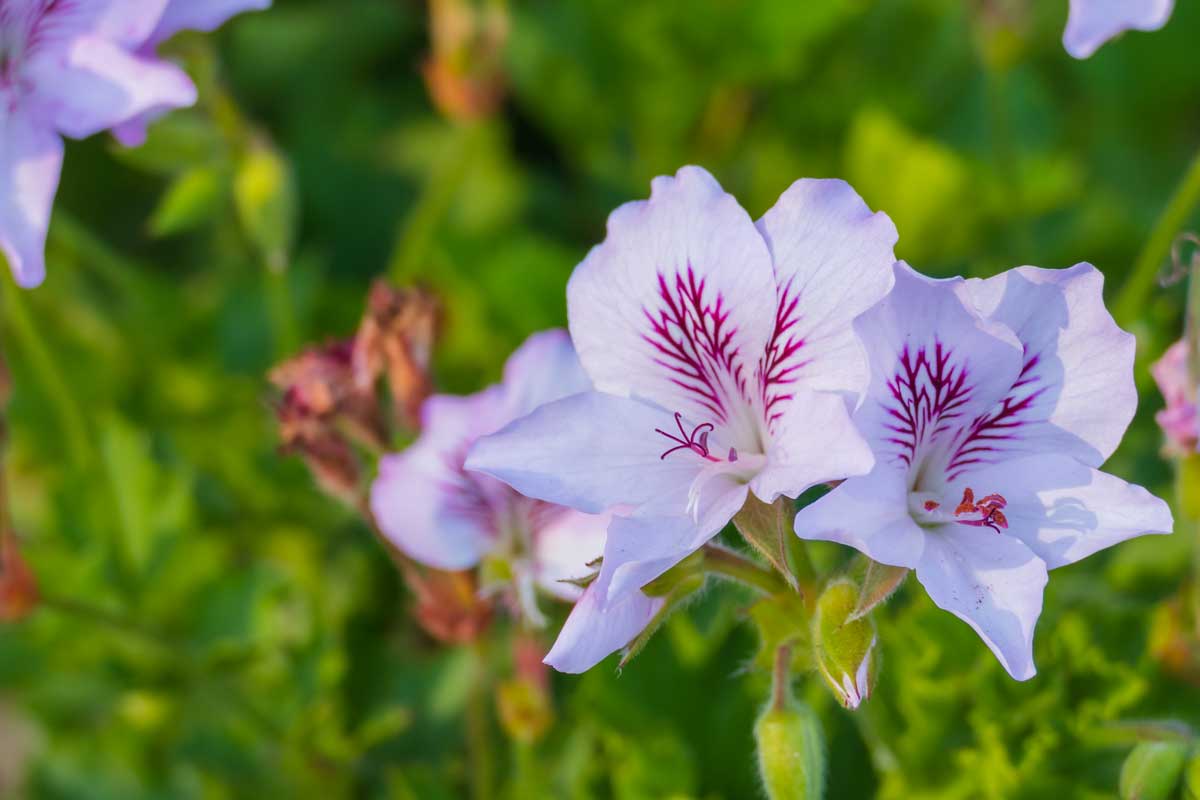 Pelargonium citriodorum crispum