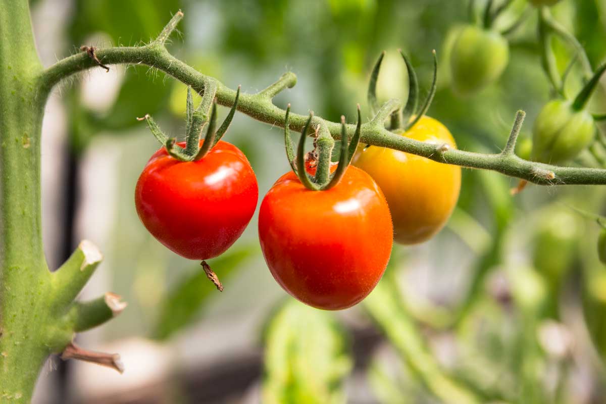 tomates potager