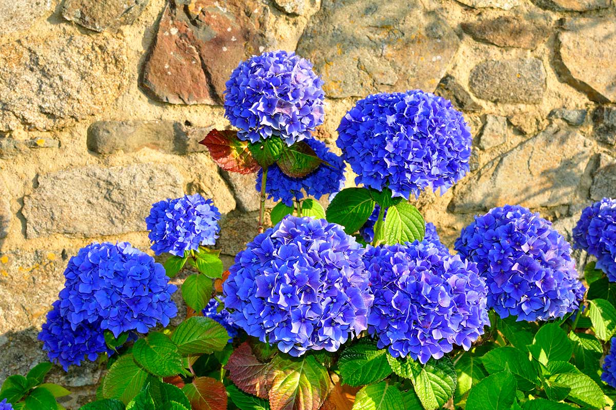 hortensias bleus magnifiques en plein soleil