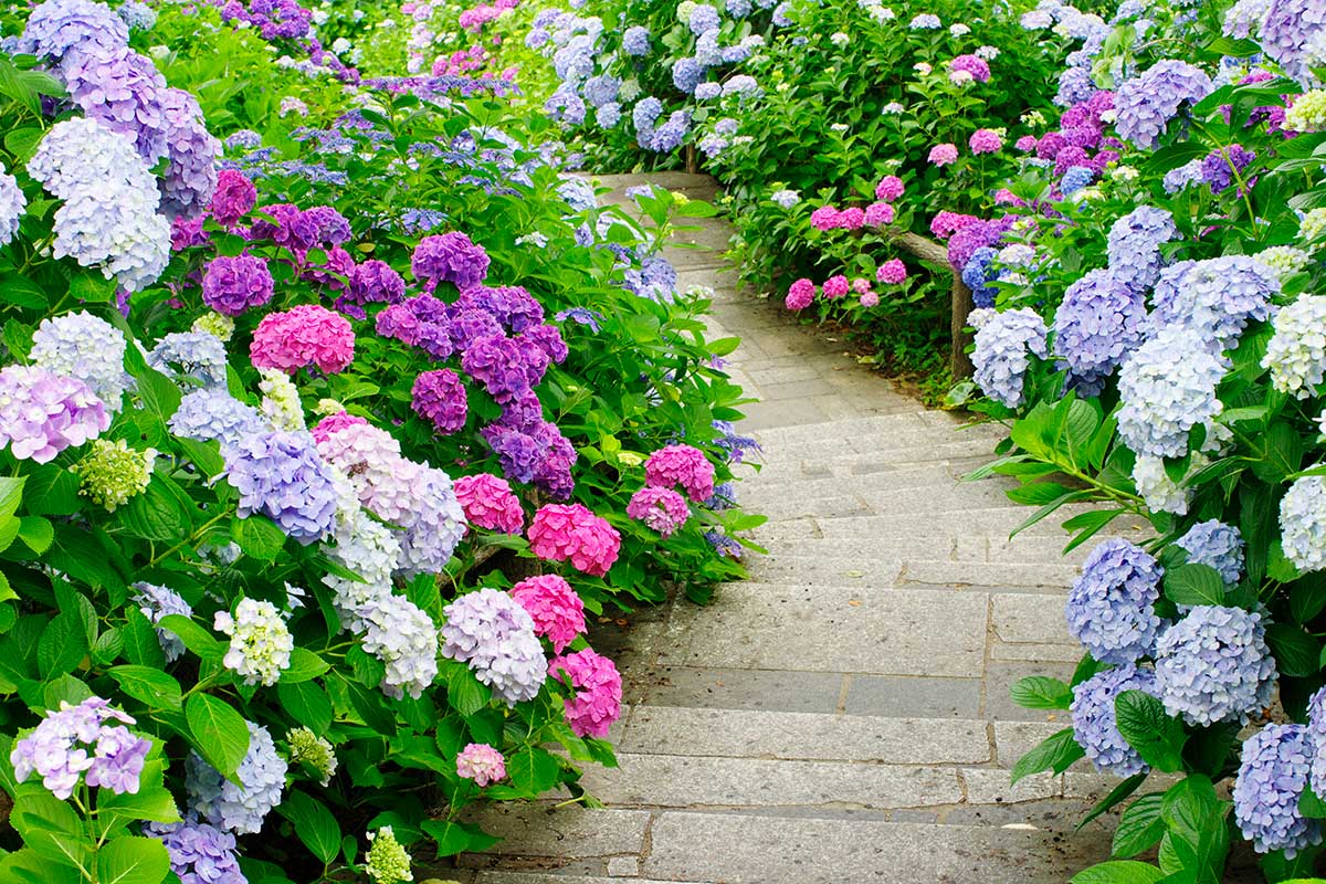 Escaliers avec hortensias.