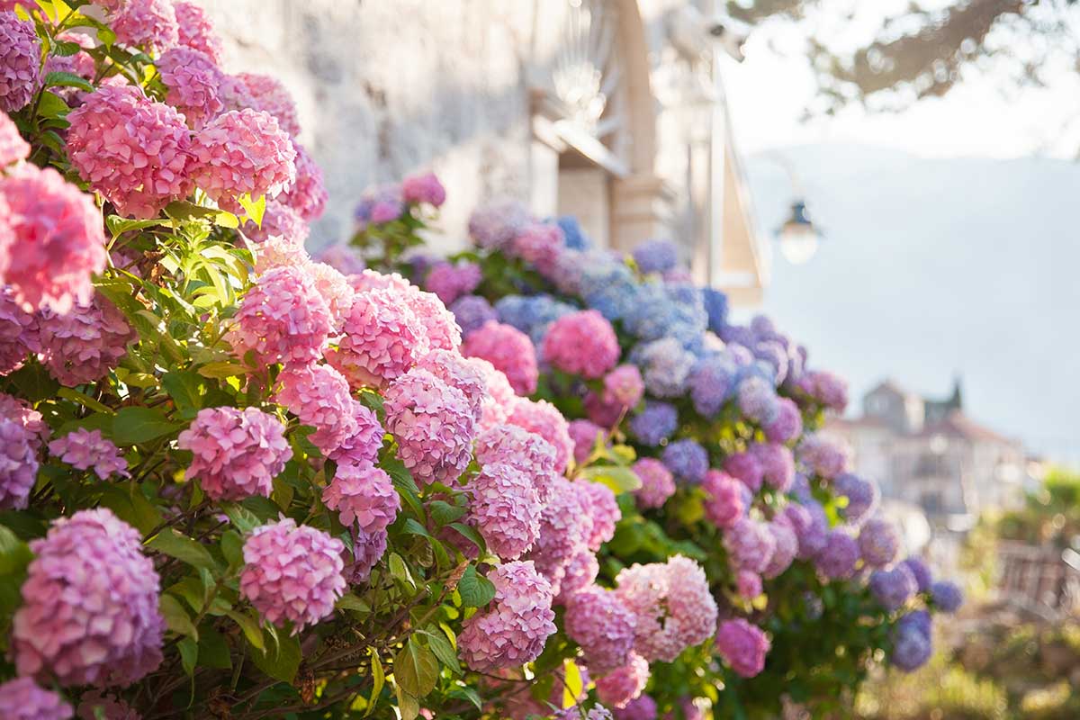 hortensias évitez ces erreurs