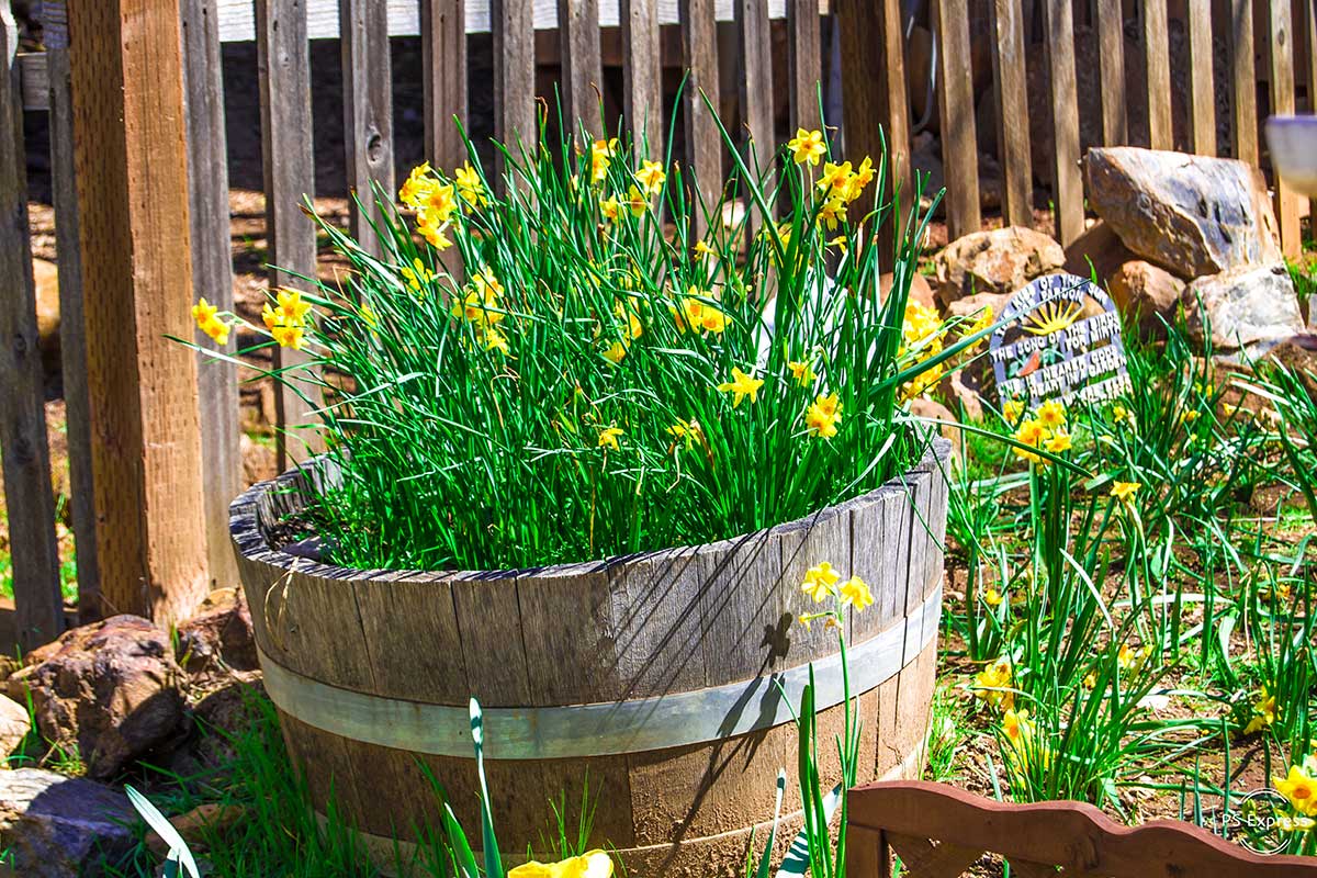 tonneau en bois avec fleurs dans le jardin