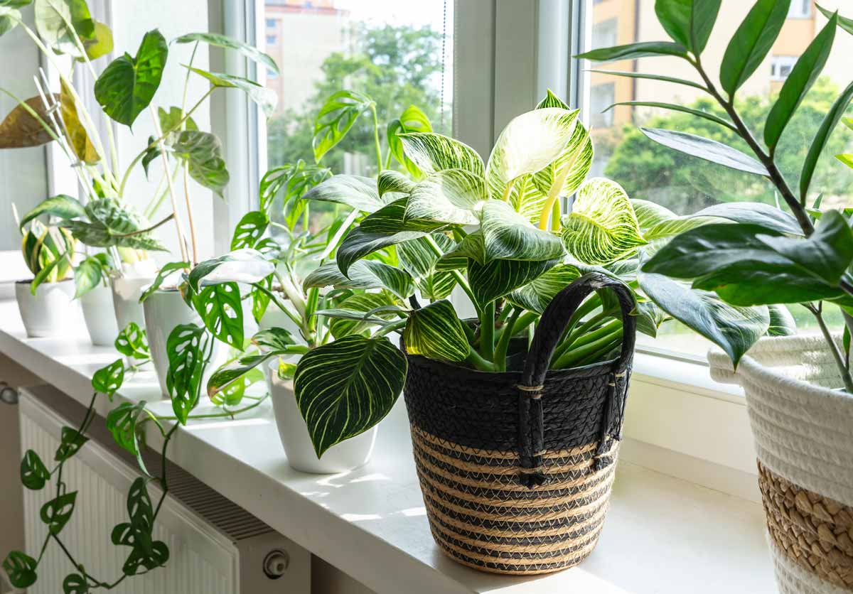 de belles plantes d'intérieur, le Philodendron