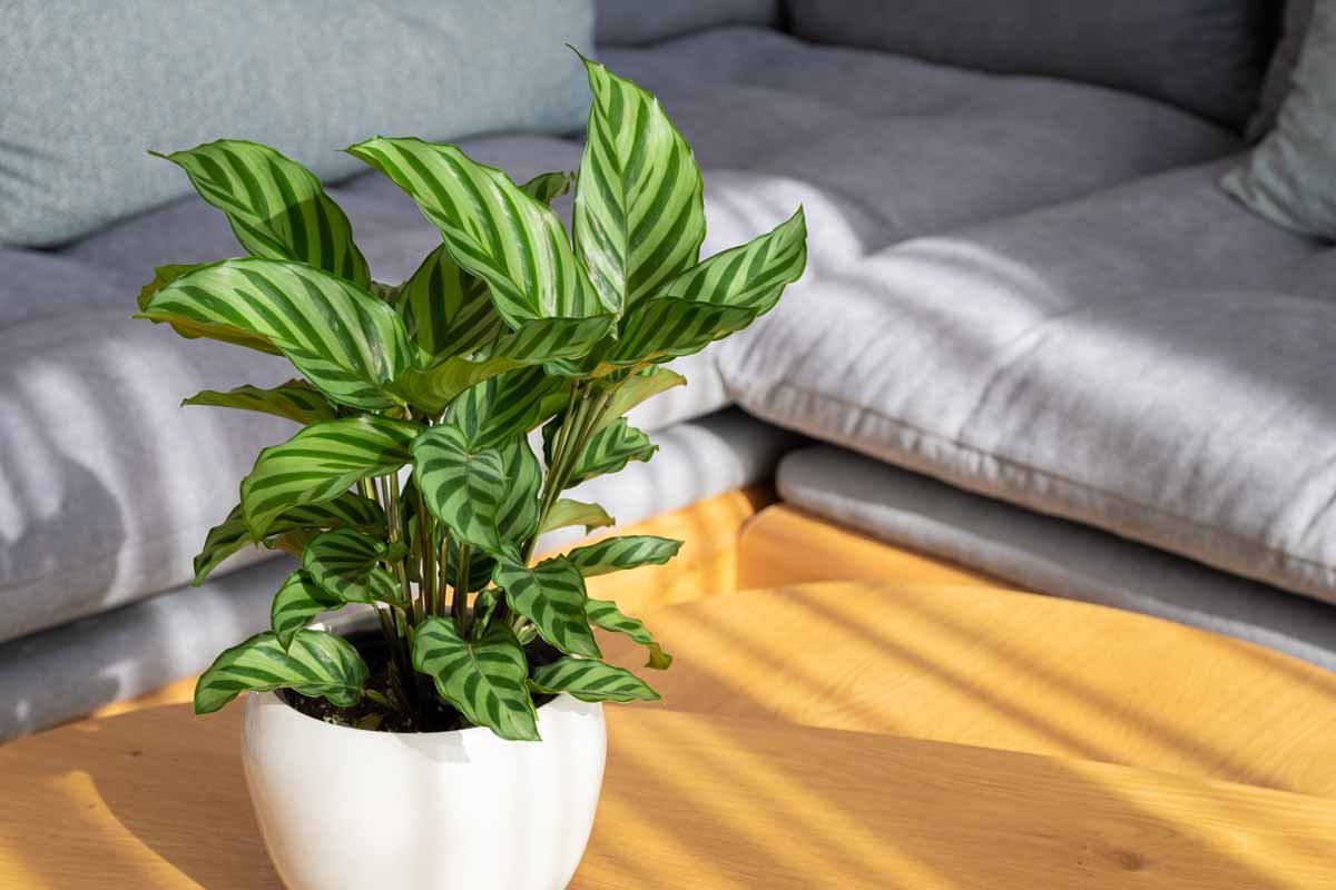 plantes d'intérieur, Calathea