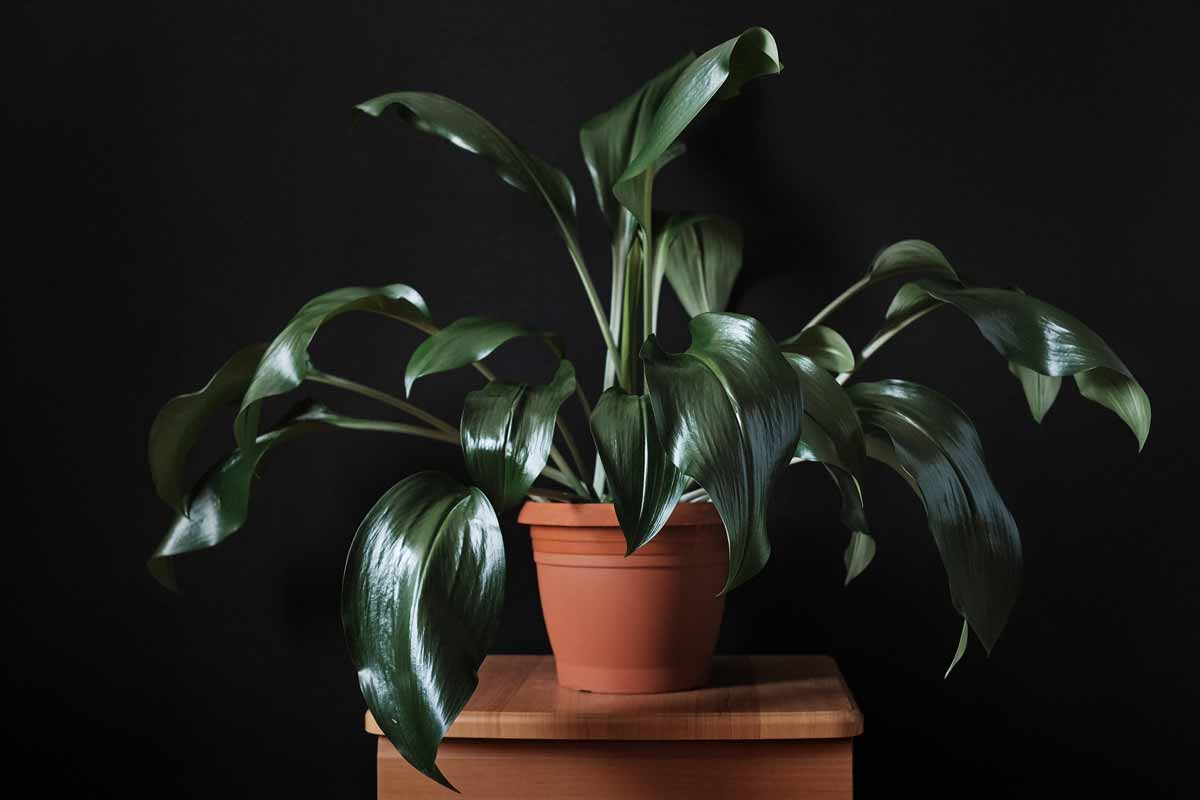 Aspidistra in vaso su sgabello in legno.