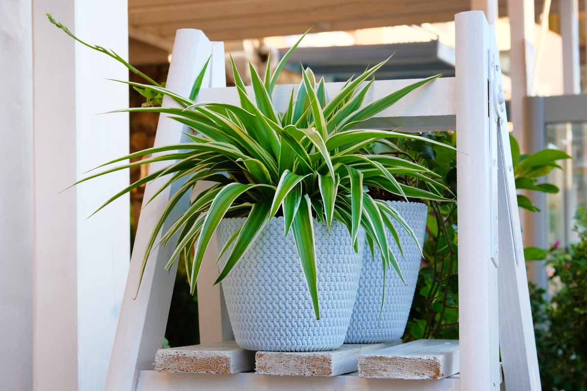 belles plantes d'intérieur dans un pot céleste reposant sur une échelle en bois.