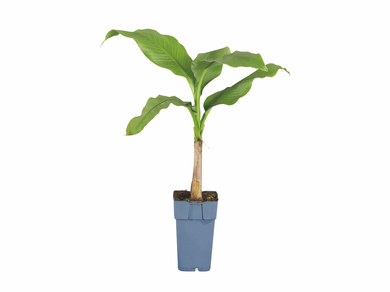 Bananier à planter, Lidl