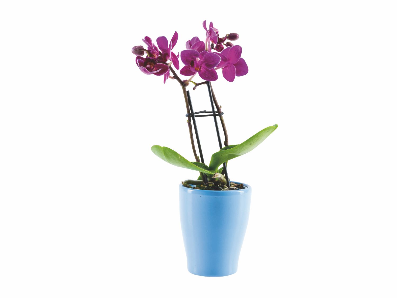 Mini orchidée en pot céramique