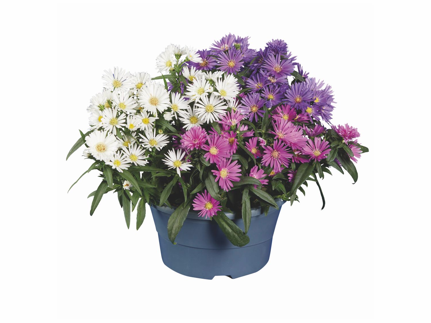 Aster trois couleurs en coupe chez Lidl