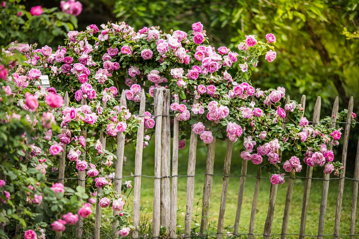 Roses parfumées dans un jardin