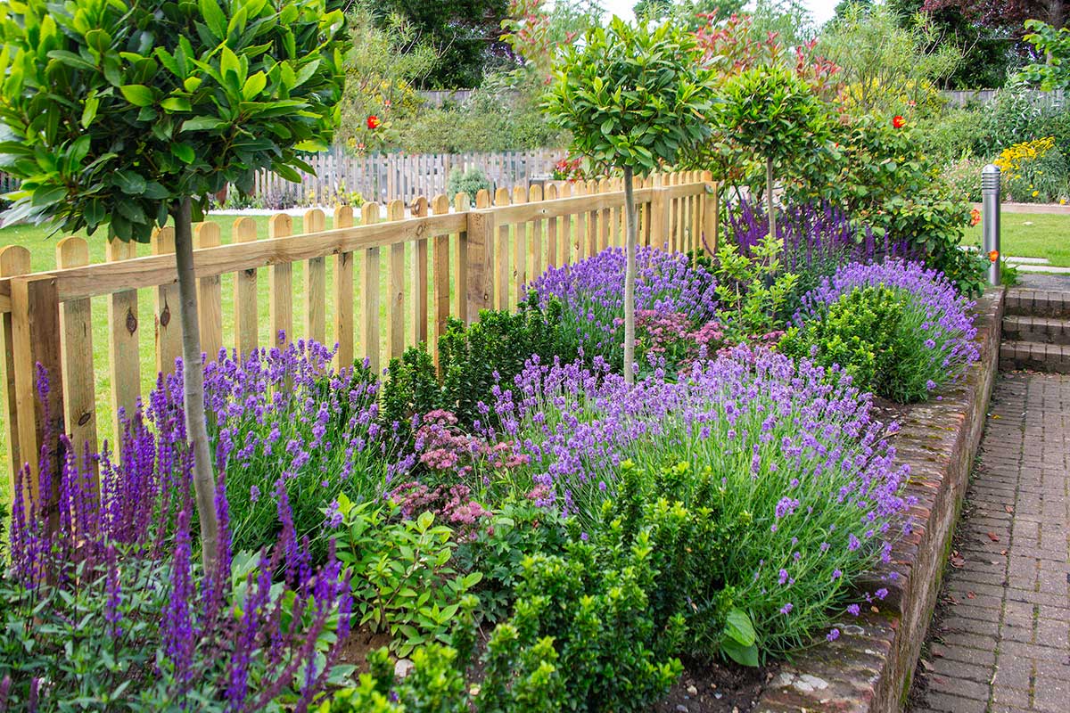 Lavande jardin en été