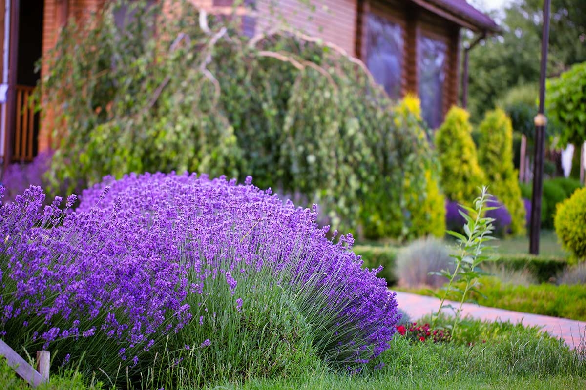 Lavande jardin en été.