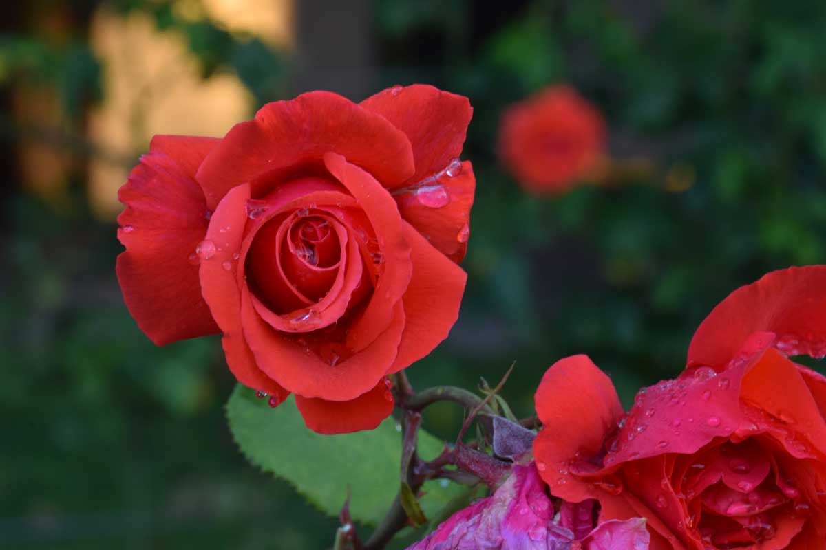 Rose 'Fragrant Cloud'