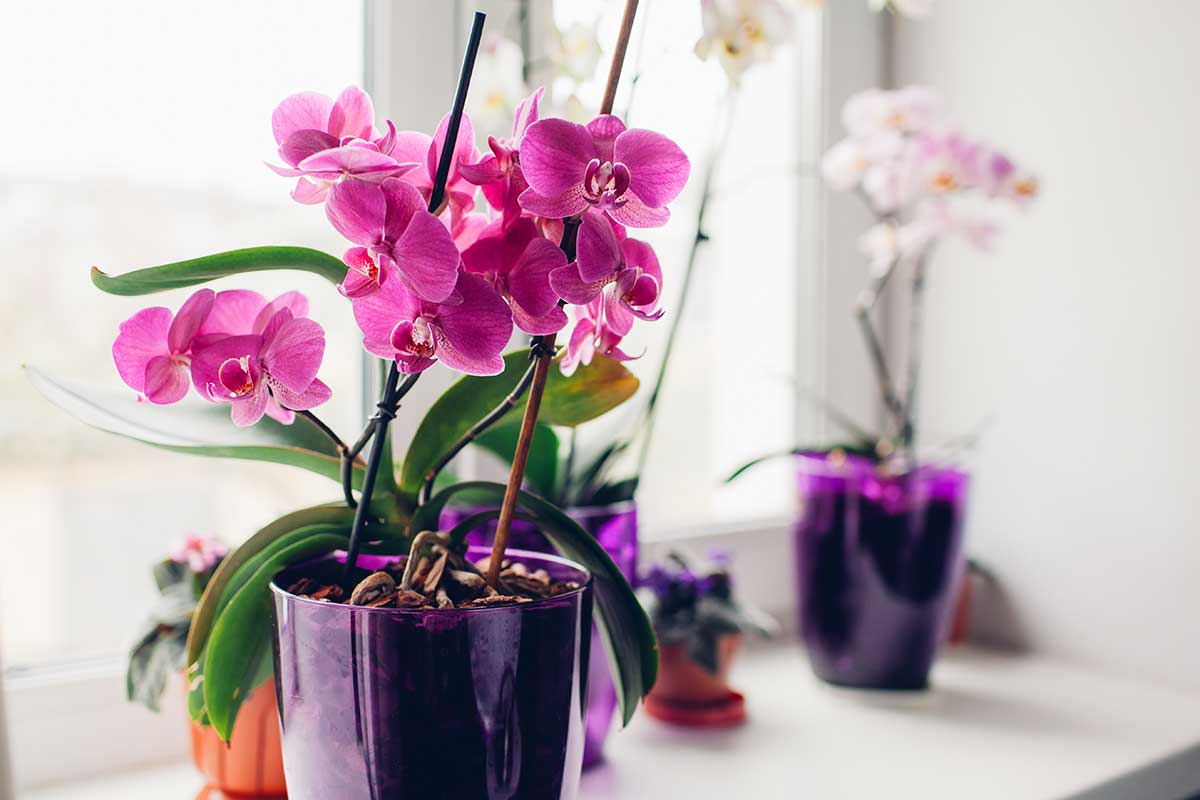marc de cafe orchidees