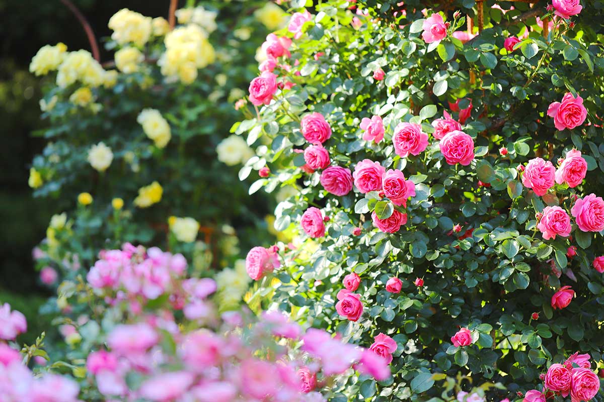 marc de café pour les roses